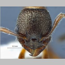 Myrmica kuroki Forel, 1907 frontal