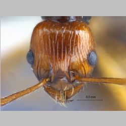 Myrmica ritae Emery, 1889 frontal