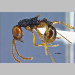 Myrmica ritae Emery, 1889 lateral