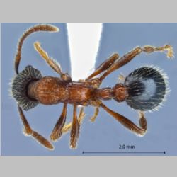 Myrmica sulcinodis Nylander, 1846 dorsal