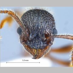 Myrmica sulcinodis Nylander, 1846 frontal