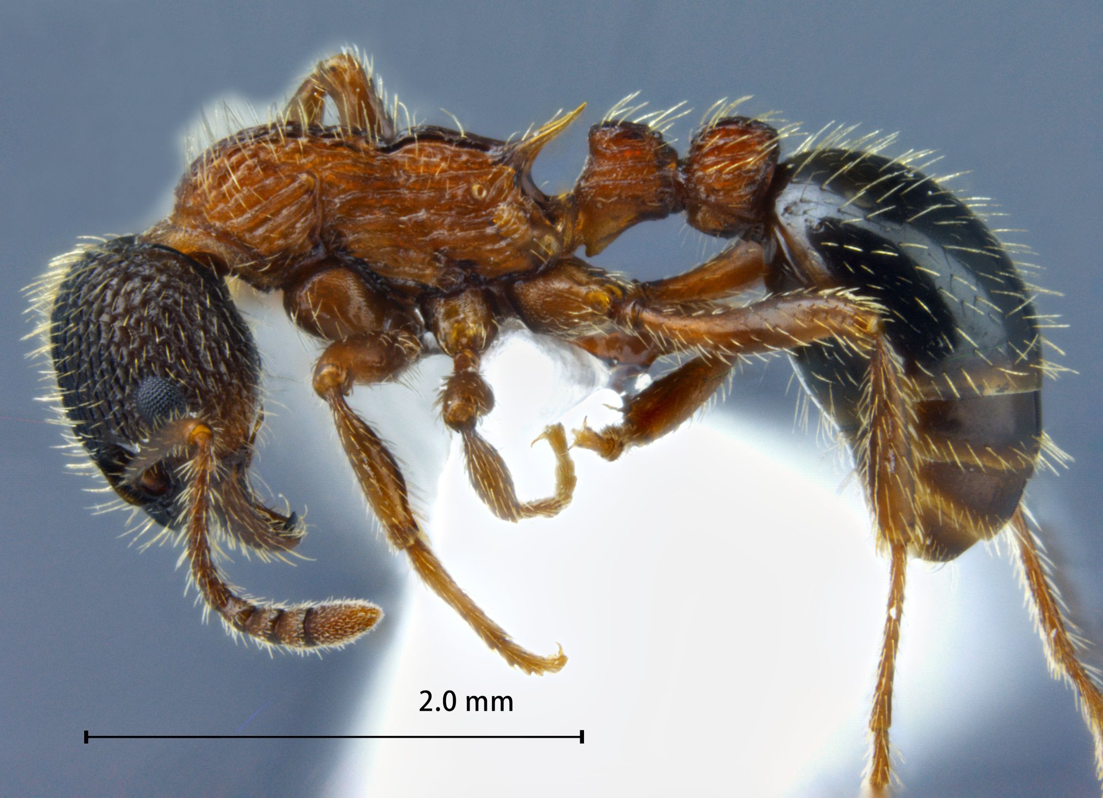 Myrmica sulcinodis lateral