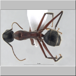 Camponotus innexus Forel, 1902 lateral
dorsal