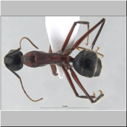 Camponotus innexus Forel, 1902 lateral
dorsal