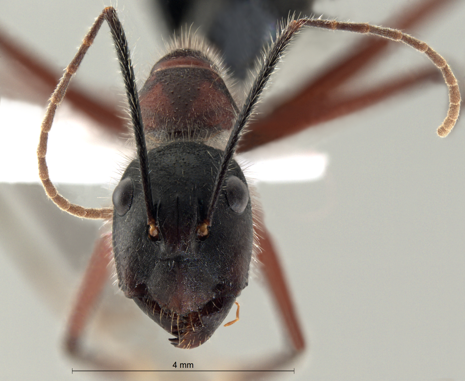  Camponotus innexus frontal