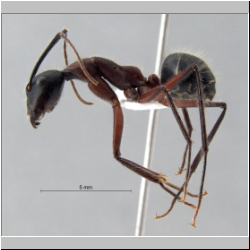 Camponotus innexus Emery, 1901