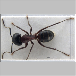 Camponotus ligniperda (Latreille, 1802) lateral
dorsal