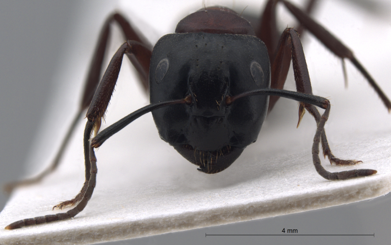 Camponotus ligniperda frontal