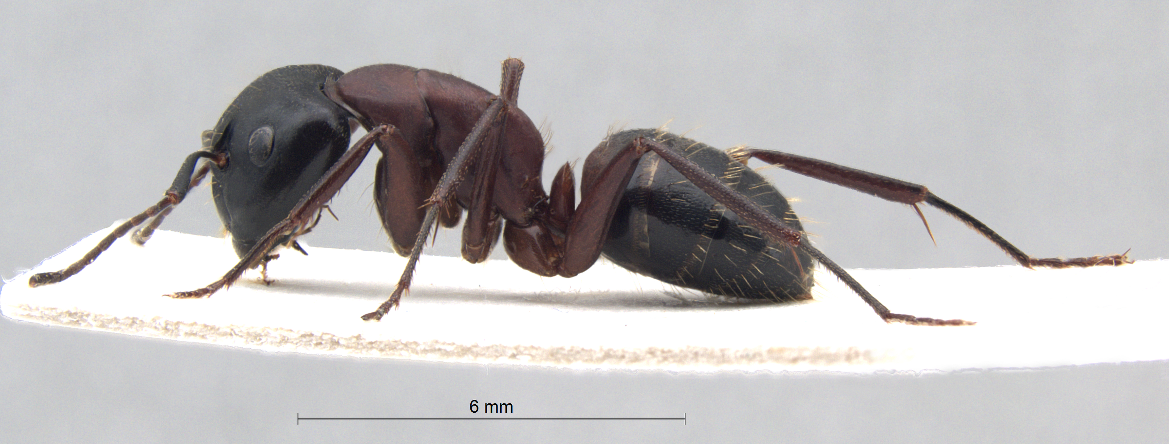  Camponotus ligniperda lateral