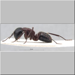 Camponotus ligniperda (Latreille, 1802)