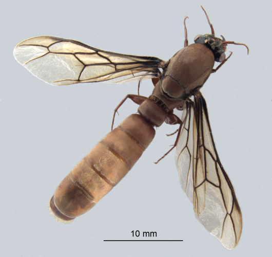 Camponotus ligniperda dorsal