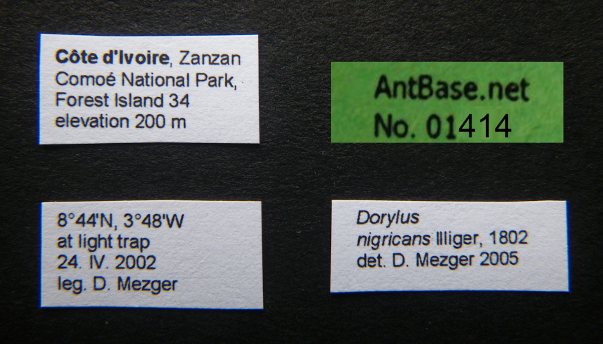 Camponotus ligniperda label