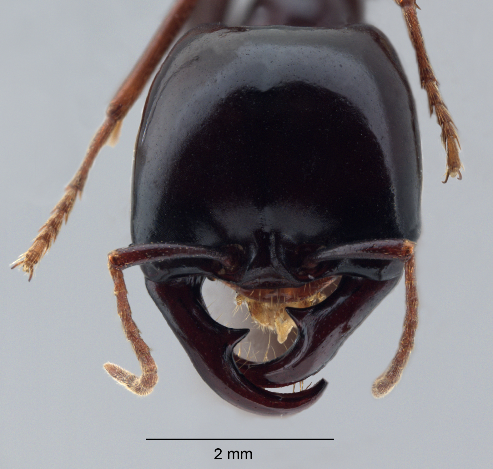  Camponotus ligniperda frontal