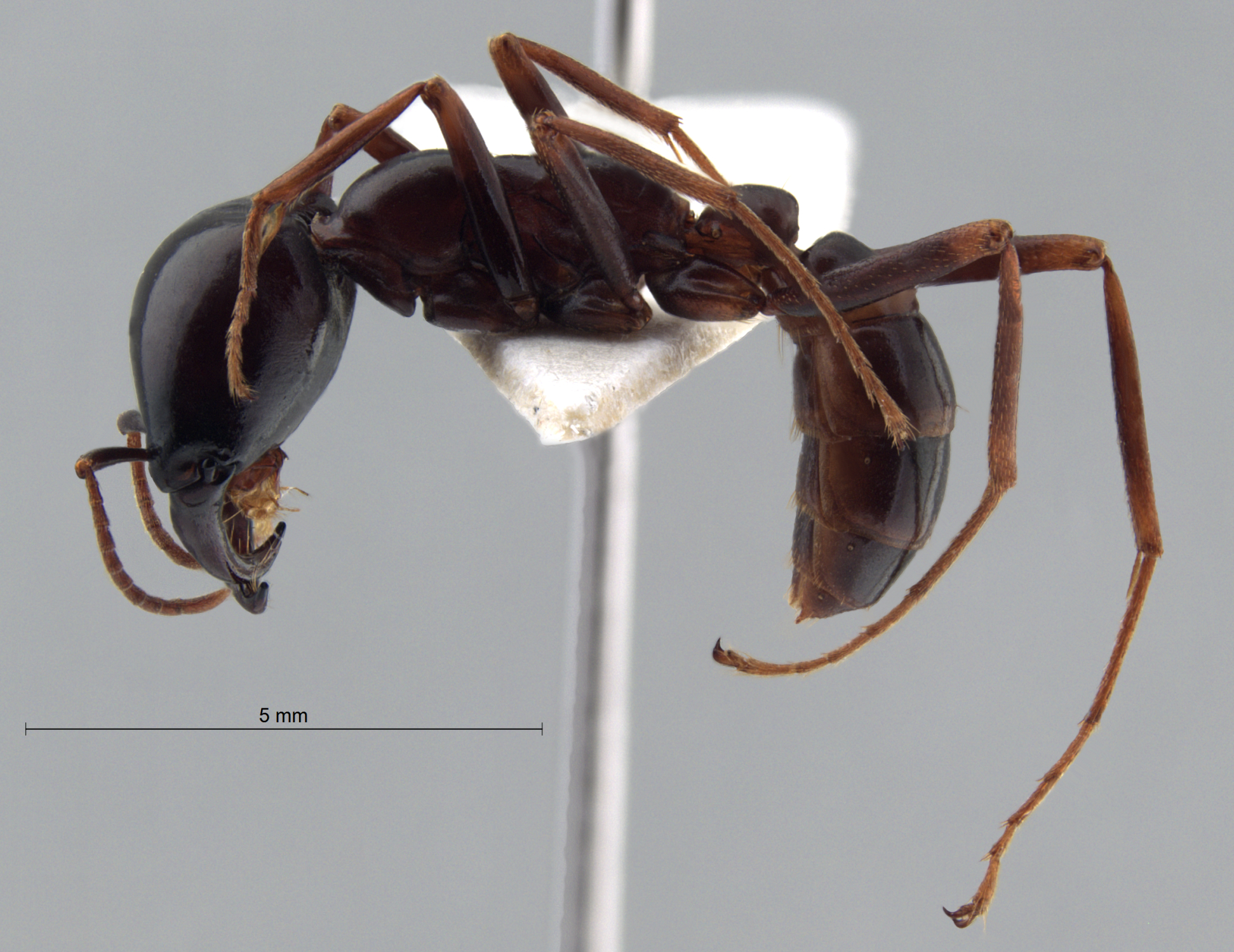  Camponotus ligniperda lateral