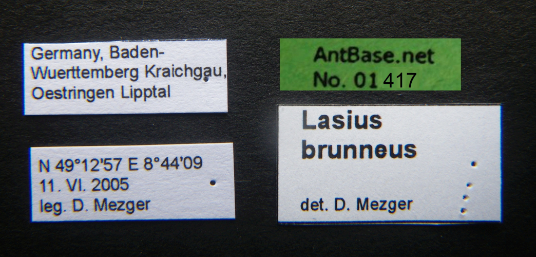 polyrhachis-boltoni label