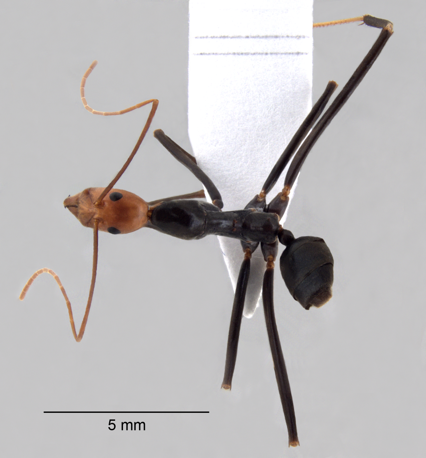 leptomyrmex erythrocephalus dorsal