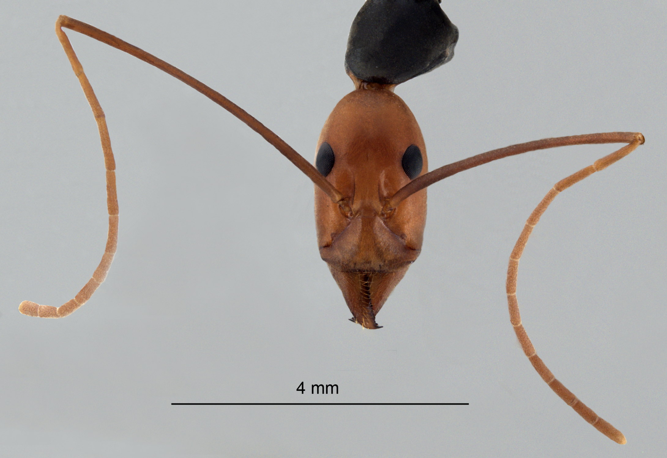 Leptomyrmex erythrocephalus frontal