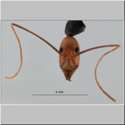 Leptomyrmex erythrocephalus (Fabricius, 1775)