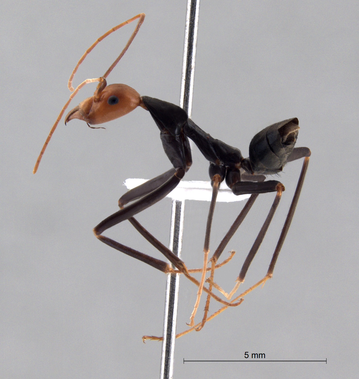  Leptomyrmex erythrocephalus lateral