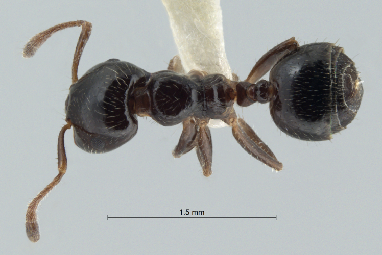 Colobopsis nipponica