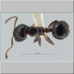 Crematogaster yappi  Forel, 1901  