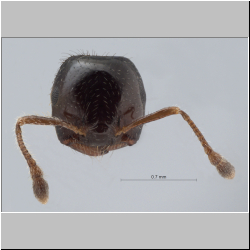 Crematogaster