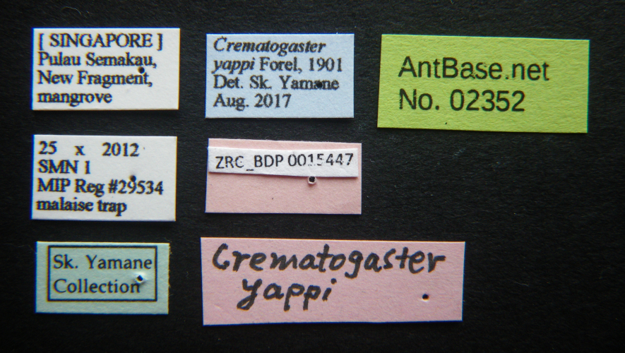 Colobopsis nipponica label