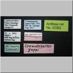 Crematogaster yappi  (Mayr, 1862) 