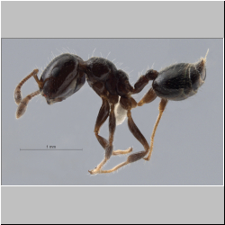 Crematogaster yappi Forel, 1901