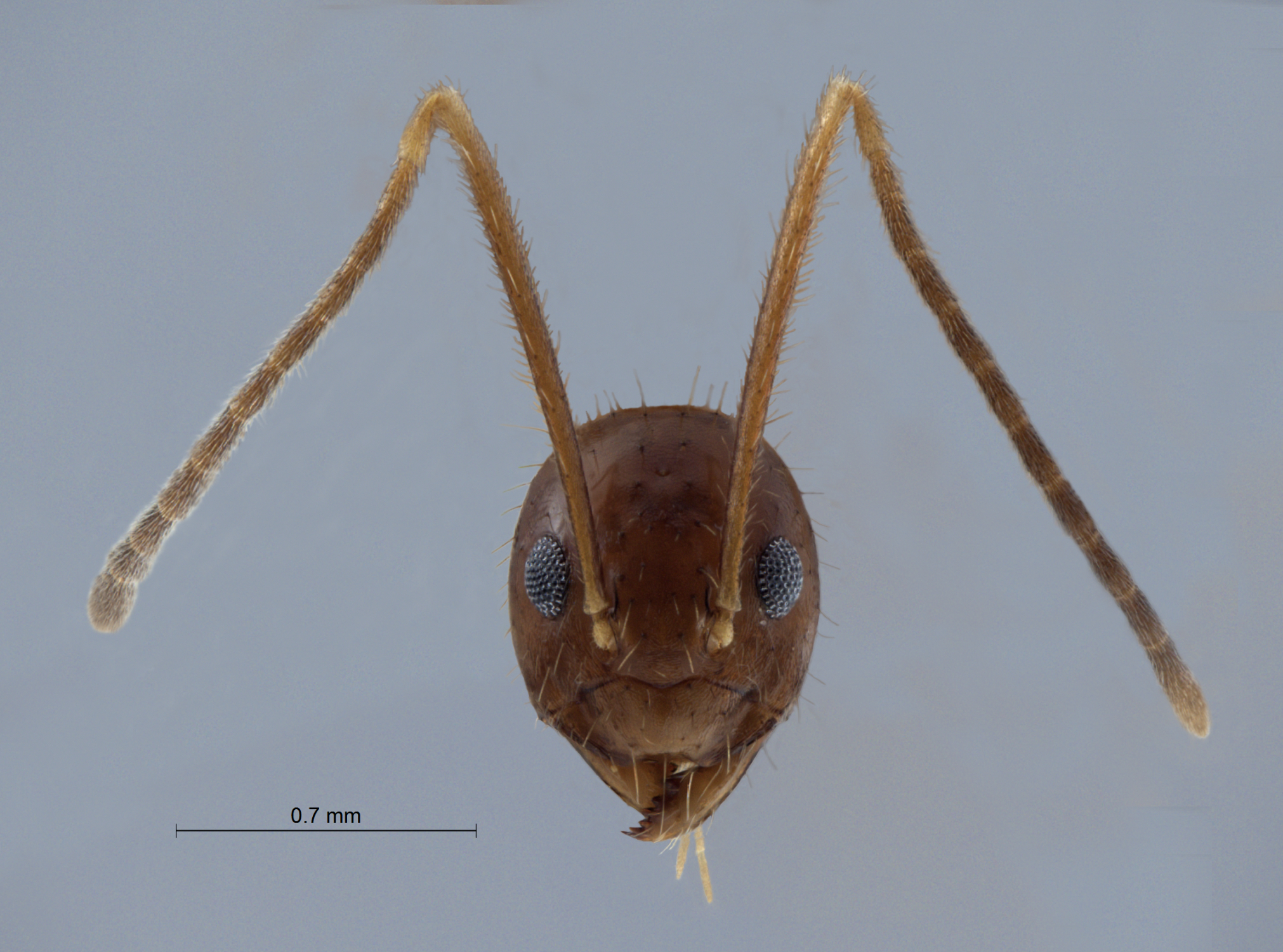 Colobopsis nipponica