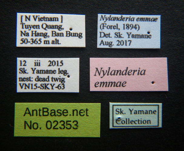 Colobopsis nipponica label