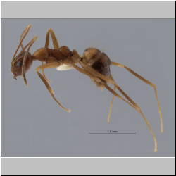 Crematogaster yappi (Forel, 1894)