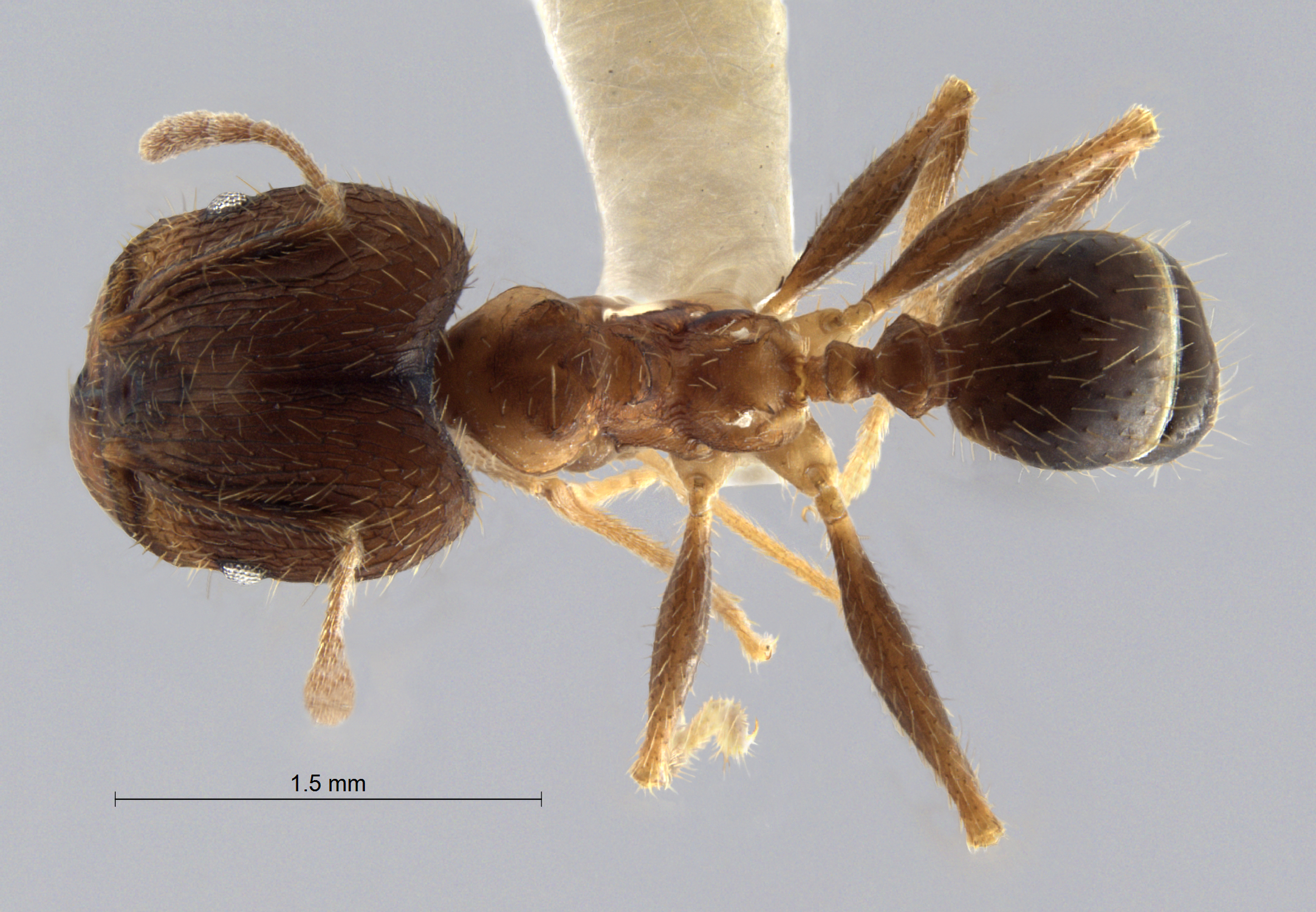 Colobopsis nipponica