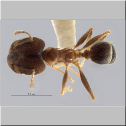 Pheidole fervens major  Smith, 1858  