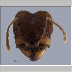 Pheidole