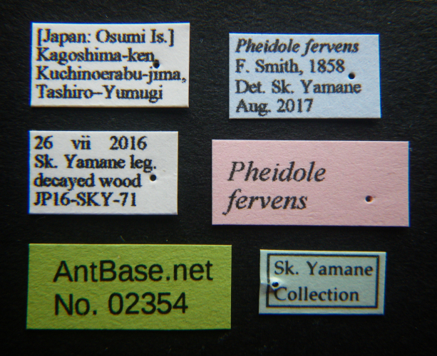 Colobopsis nipponica label