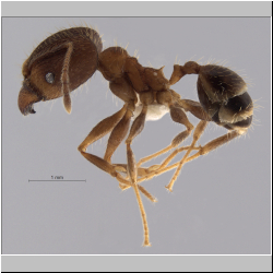 Pheidole fervens major Smith, 1858