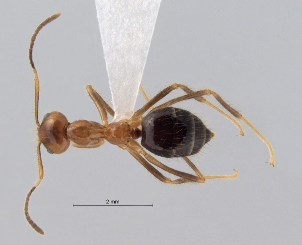 Colobopsis nipponica