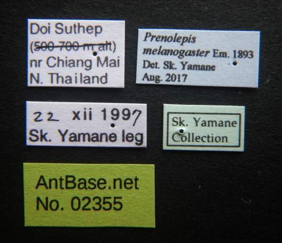 Colobopsis nipponica label