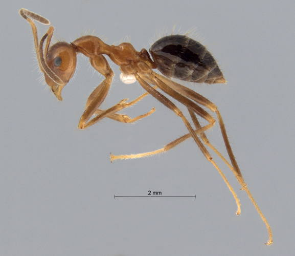 Colobopsis nipponica lateral