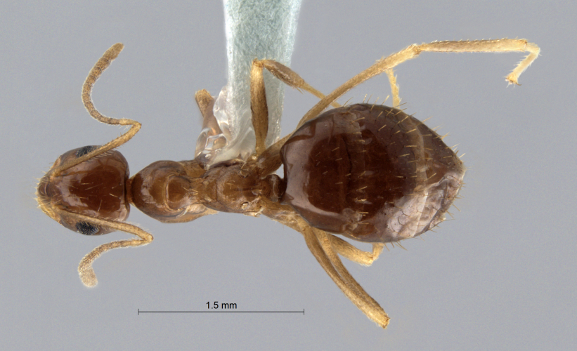 Colobopsis nipponica