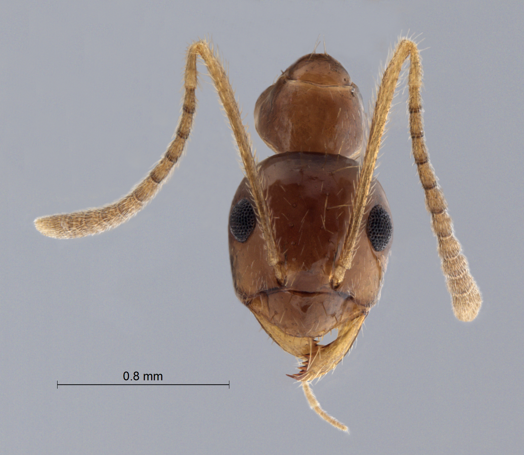 Colobopsis nipponica