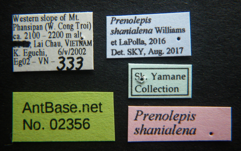 Colobopsis nipponica label