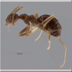 Prenolepis shanialena Williams & LaPolla, 2016