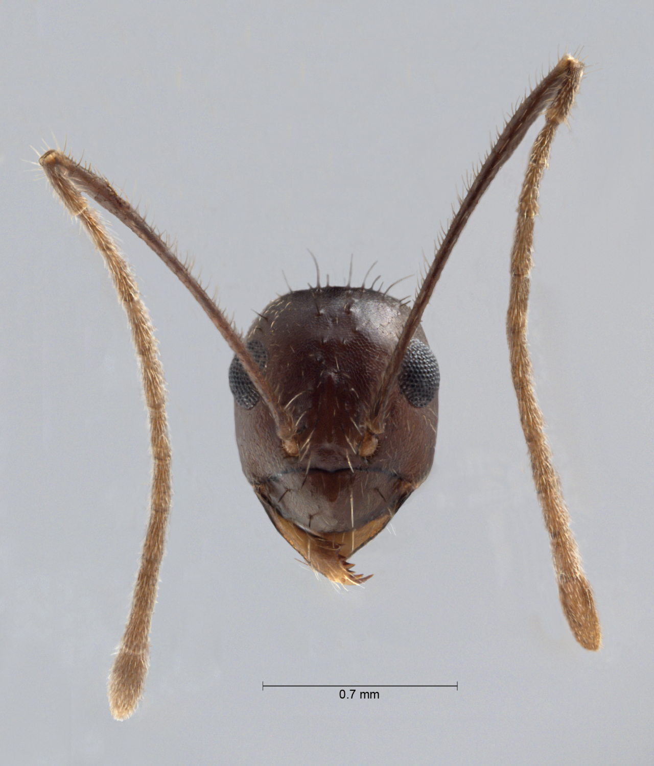 Colobopsis nipponica