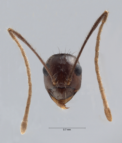 Colobopsis nipponica frontal