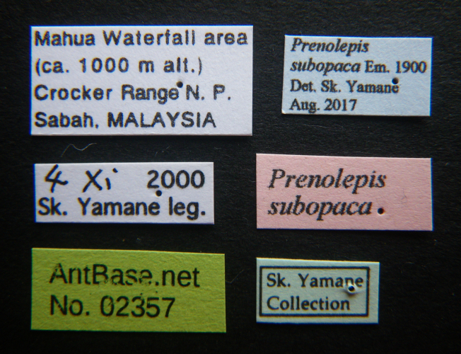 Colobopsis nipponica label