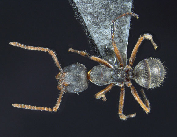 Forelophilus philippinensis intermediate Zettel & Zimmermann, 2007 dorsal