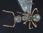 Forelophilus philippinensis intermediate Zettel & Zimmermann, 2007 dorsal