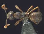 Forelophilus philippinensis minor Zettel & Zimmermann, 2007 dorsal